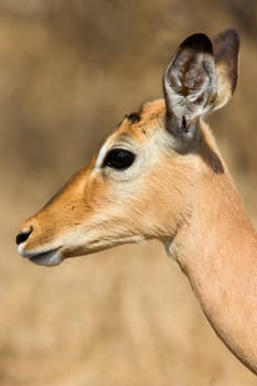 Close up head shot of a female Impala