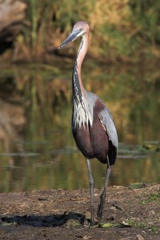 Goliath Heron scannin the estuary for prey