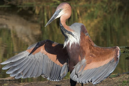 Goliath heron displaying its wings