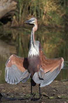 Goliath Heron sunbathing its wings