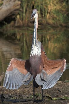 Goliath Heron showing off by displaying its wings