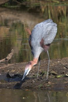 Goliath Heron fishing for breakfast