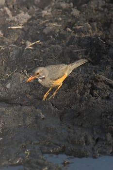 A brightly colored Kurricane thrush in the marsh