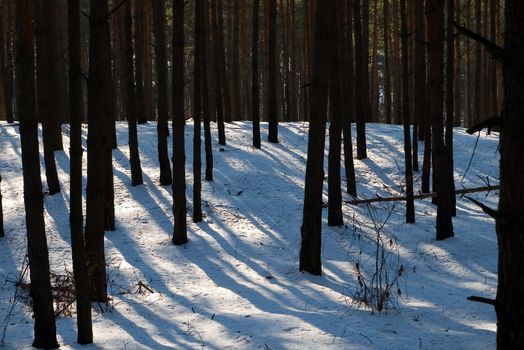 winter forest pierced with rays of sunlight