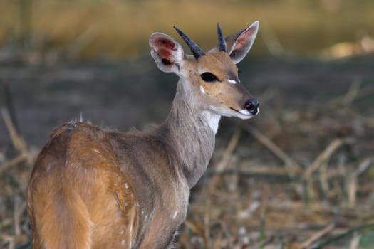 Young Male Bushbuck with developing horns