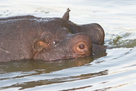 Semi submerged hippo head close up shot