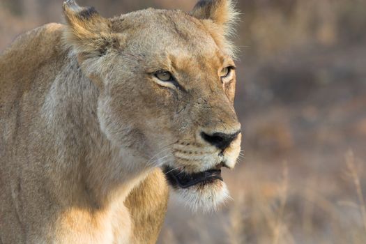 Close up of Lioness searching for prey