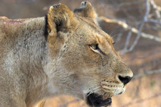 Side profile of a Lioness searching for prey