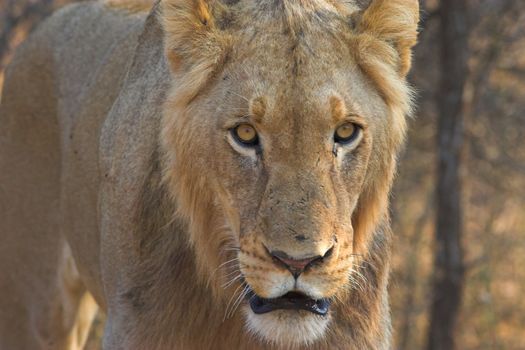Close up of a sub adult male lion