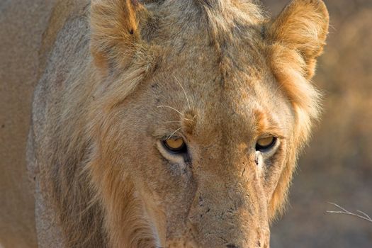 Super close up of a young male lion's face