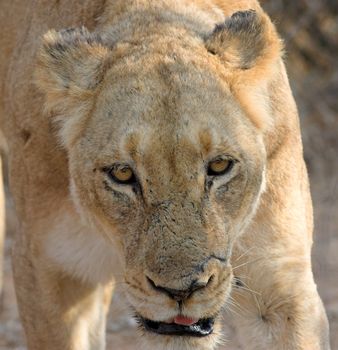 head shot close up of a lioness