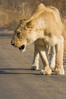 Lioness walking along the road searching for prey