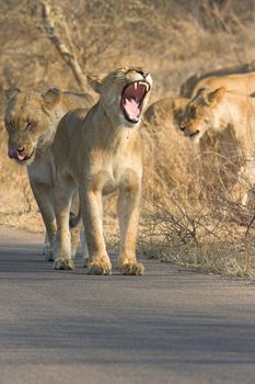 Lioness yawning and showingall her teeth