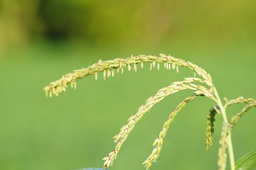 corn flower