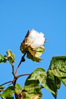 cotton flower in thailand