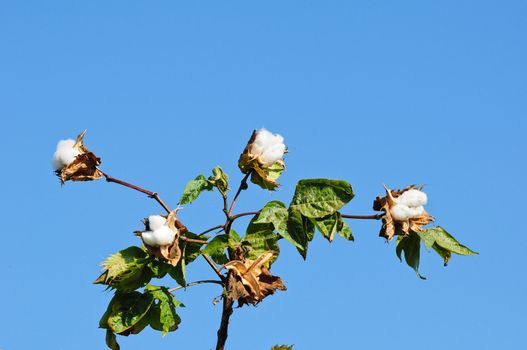 cotton flower in thailand