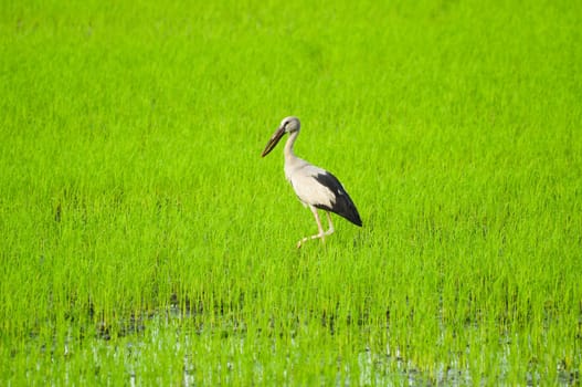 bird in the field