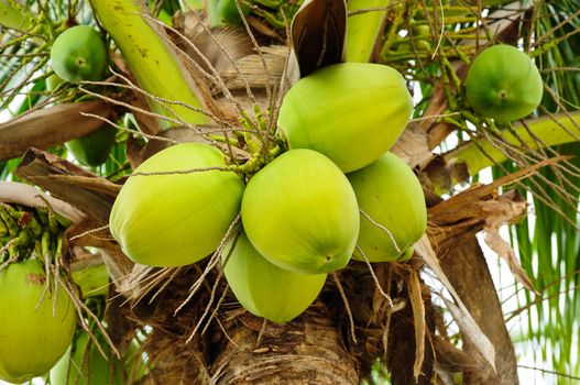 Green cocnut at tree