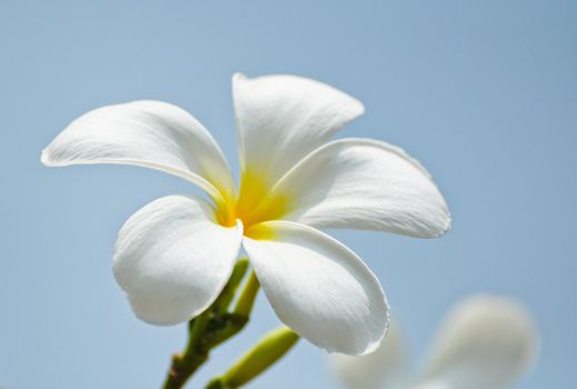 plumeria flower