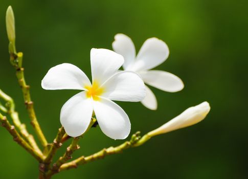 plumeria flower