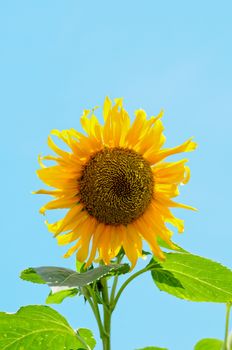 sun flower