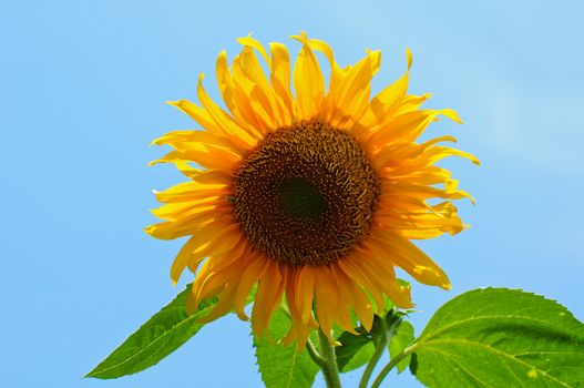sun flower