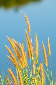 grass flower in thailand