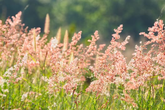 grass flower in thailand