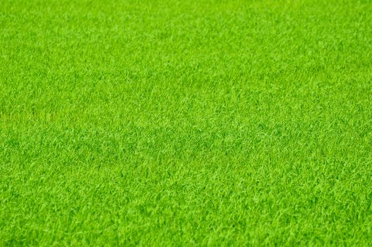 green field used to background