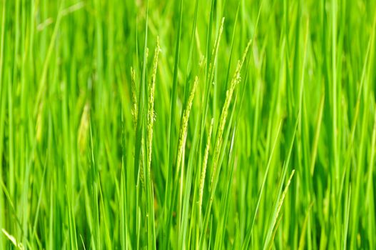 gren filed  of rice