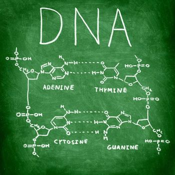DNA chemical structure on chalkboard showing the four bases of DNA