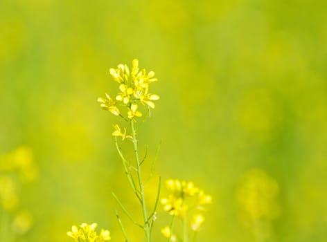 yellow flower of vegetable in thailand