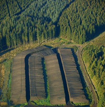 Deforestation in europe (germany)