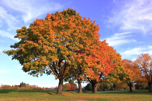 Autumn a changing season of colors in a park.