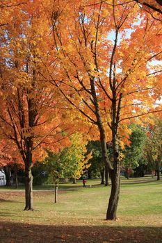 Autumn a changing season of colors in a park.