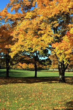 Autumn a changing season of colors in a park.