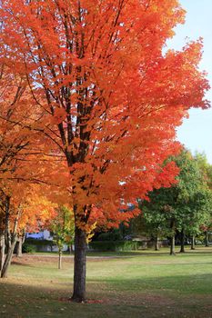 Autumn a changing season of colors in a park.