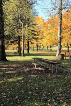 Autumn a changing season of colors in a park.