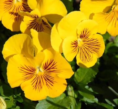 Yellow Pansies shown up close in full bloom