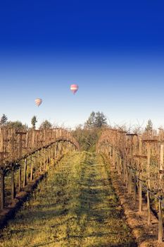 distant Balloons rising on a winters morning over Napa vineyards