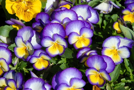 Purple pansies in full bloom in the spring