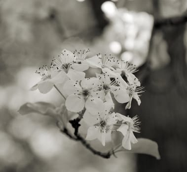 White tree blossoms in the early spring shown in black and white