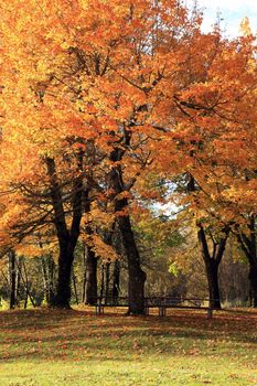 Autumn a changing season of colors in a park.