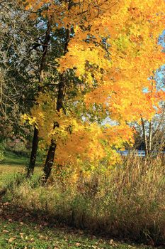 Autumn a changing season of colors in a park.