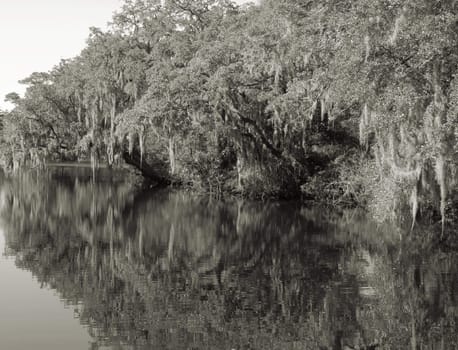 Trees reflecting on a lake 