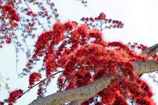 red flower in Thailand