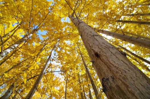 Upward view of Fall Aspen Trees , Leh District in the state of Jammu and Kashmir, India.