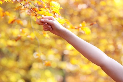 Beautiful young woman in autumn forest