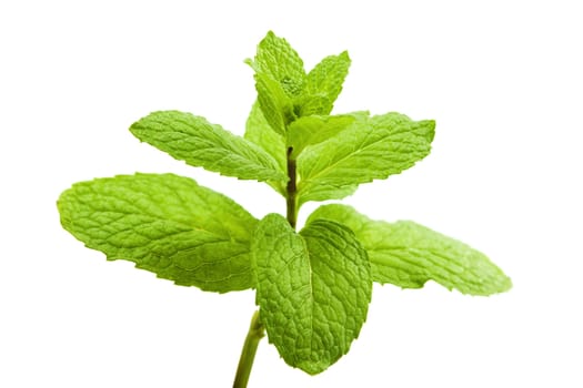 Green Mint on white background