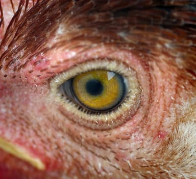 Close up on chicken eye
